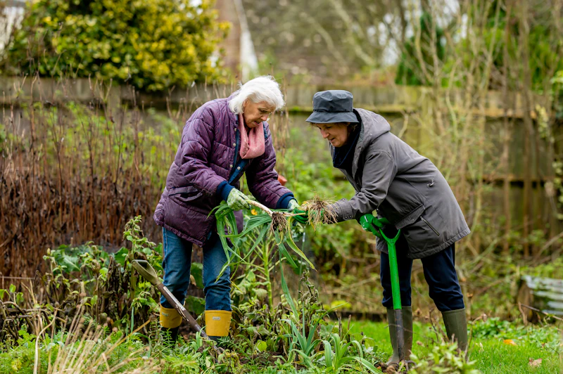 Two older women working in a vegetable garden